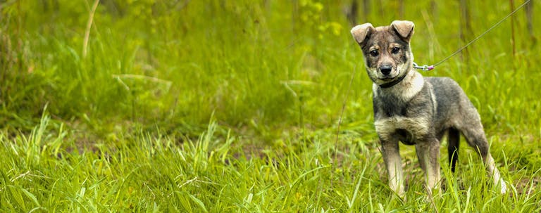 How to Train a Puppy to Walk Tall How to Train a Puppy to Walk Tall